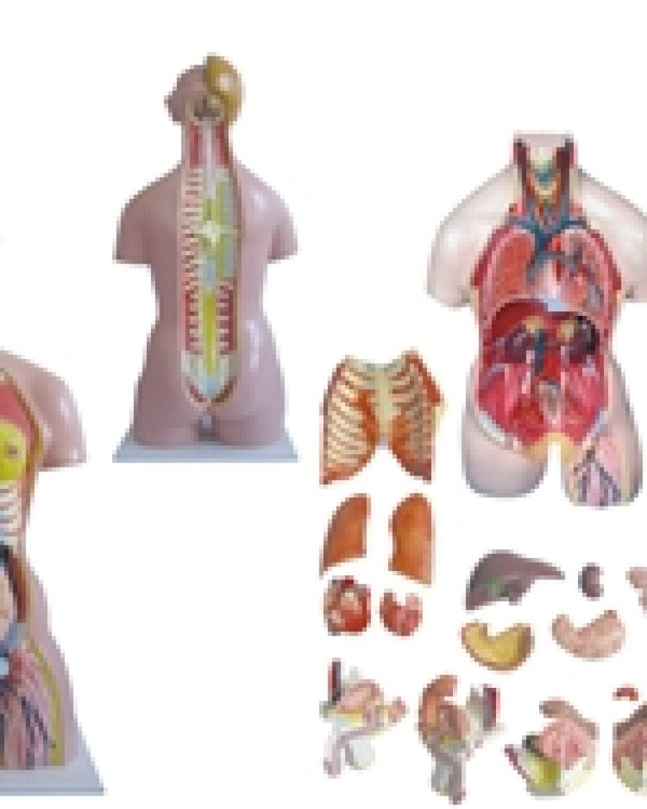 Human Torso