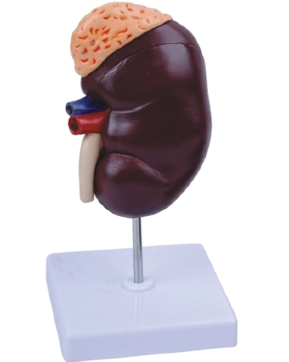 Kidney Model