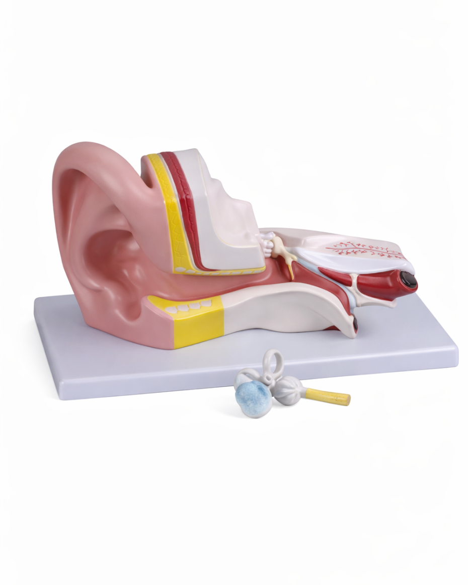 Ear Model
