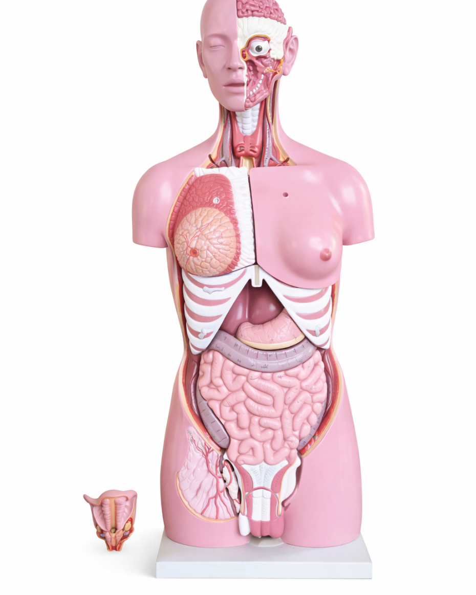 Human Torso